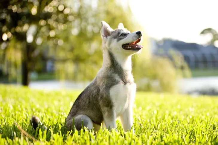 Alaskan Klee Kai